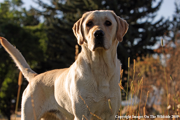 Yellow Labrador Retriever in field