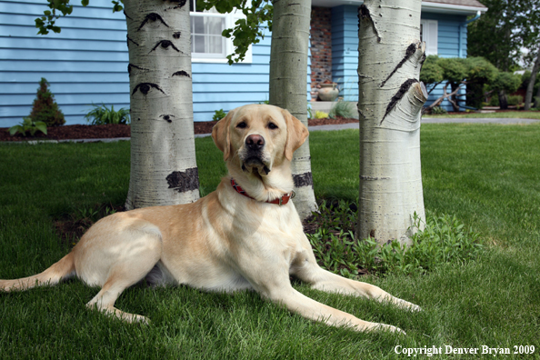 Yellow Labrador Retriever in yard