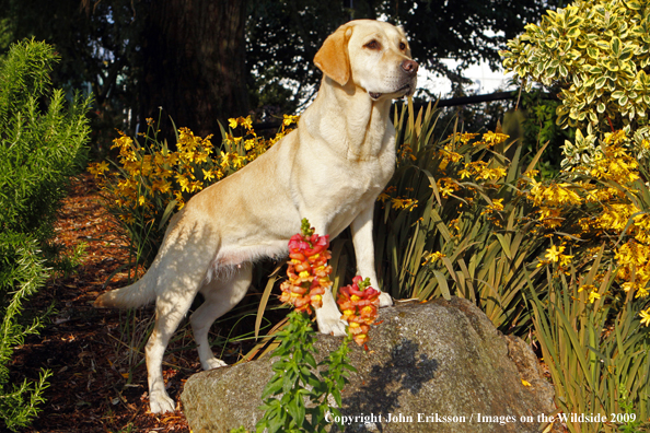 Yellow Labrador Retriever