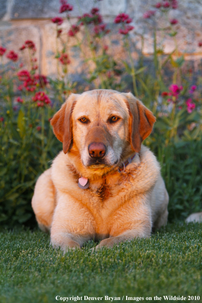 Yellow Labrador Retriever