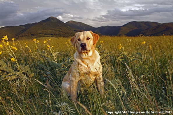 Yellow Labrador Retriever.