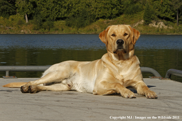 Yellow Labrador Retriever.