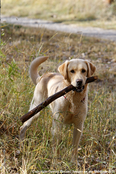 Yellow Labrador Retriever with stick. 