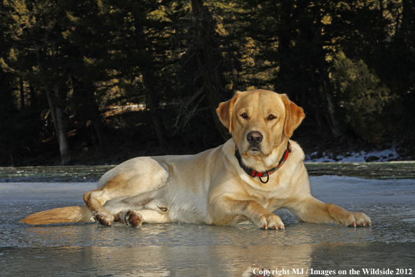 Yellow Labrador Retriever in winter. 