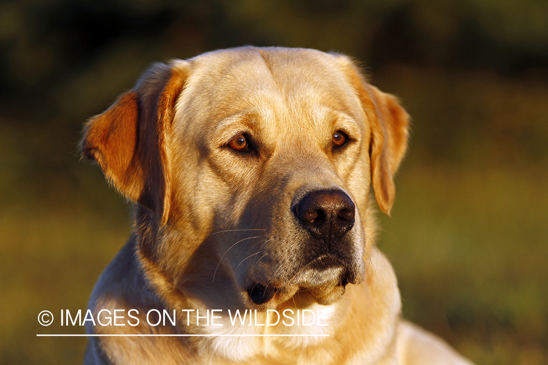 Yellow Labrador Retriever