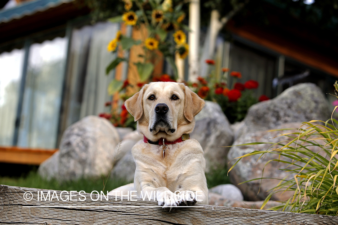 Yellow Labrador Retriever