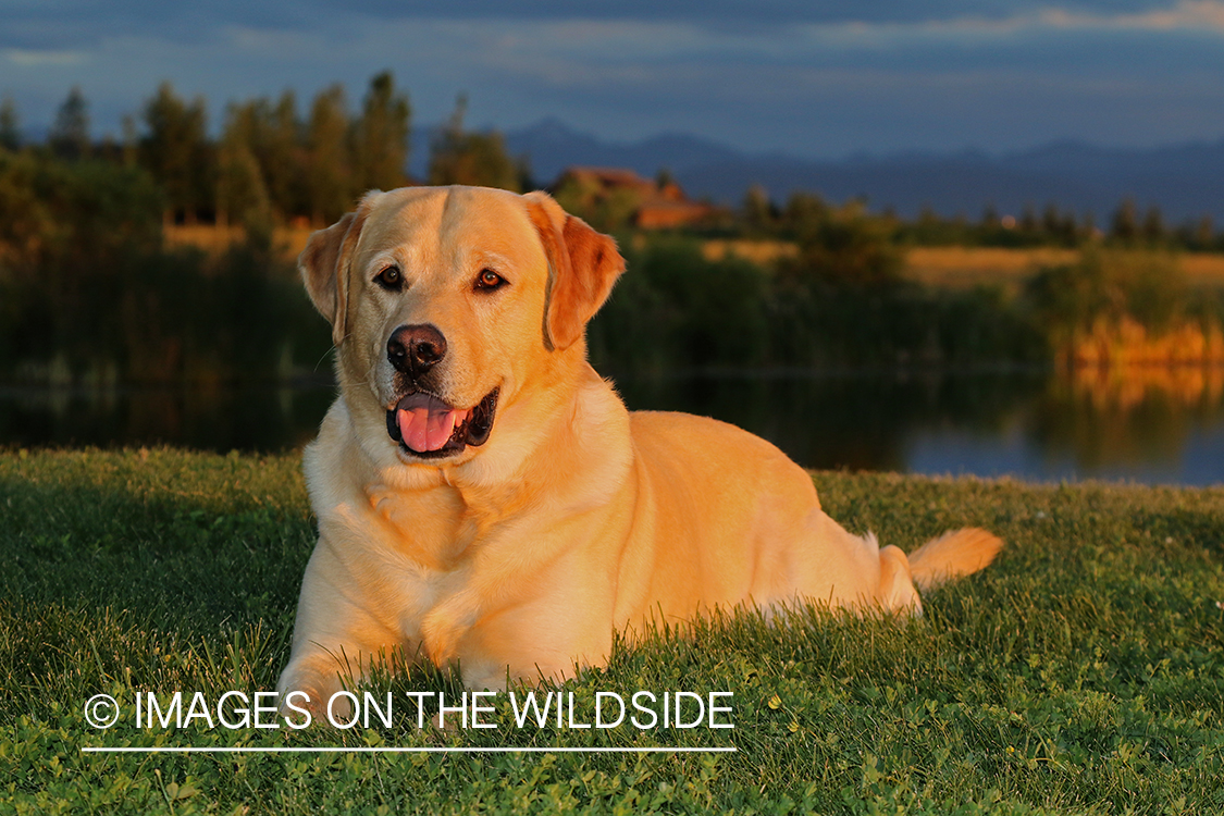 Yellow Labrador Retriever sitting by pond.