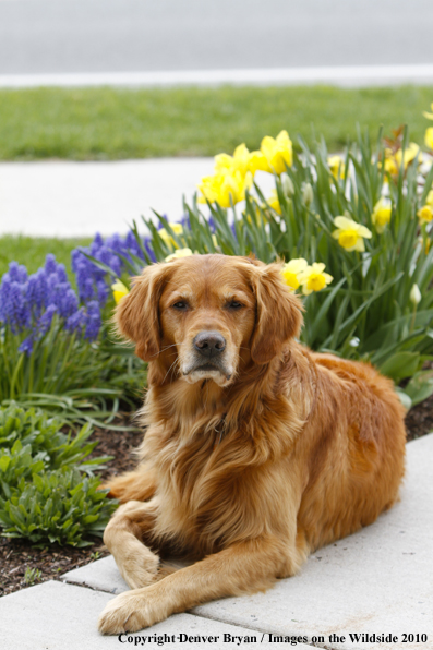 Golden Retriever