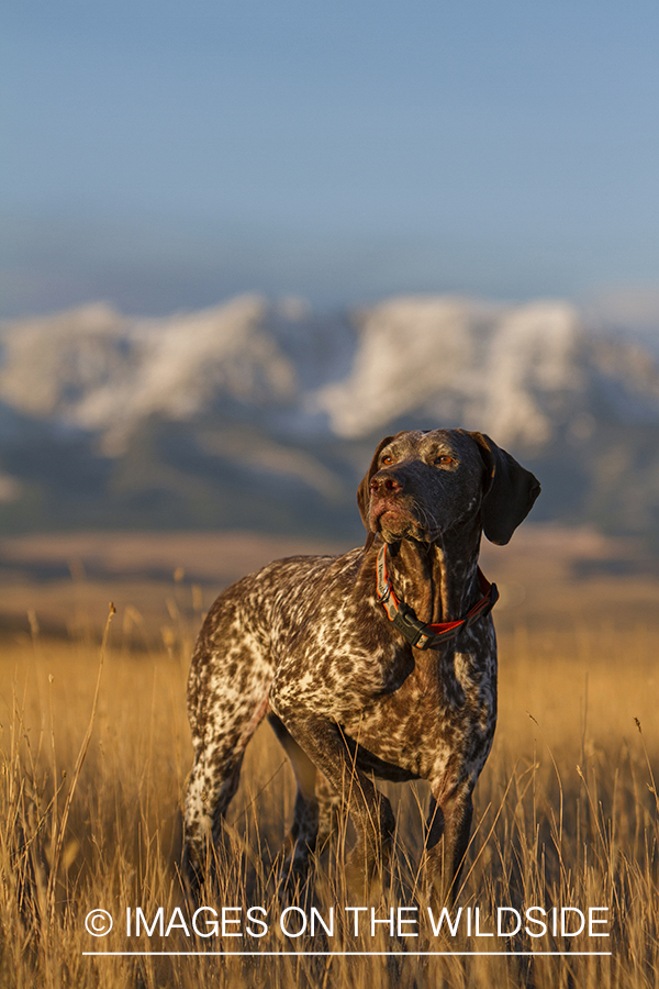 German Shorthaired Pointer in field. 