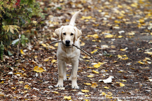 Yellow Labrador Retriever Puppy
