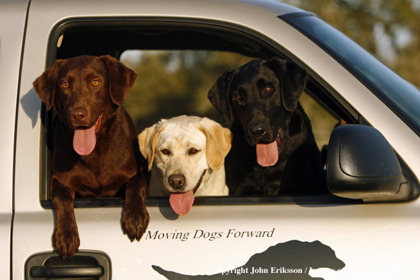 Labrador Retrievers in truck