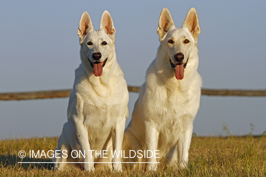 White German Shepherds
