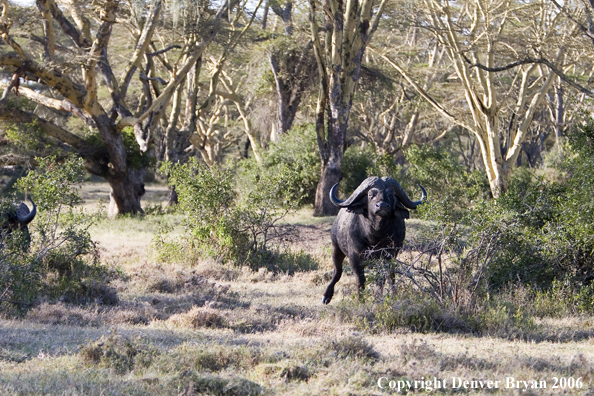 African Cape Buffalo