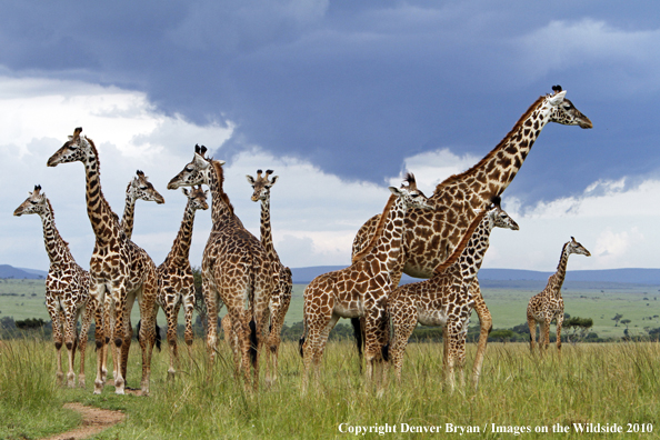 Masai Giraffe Herd