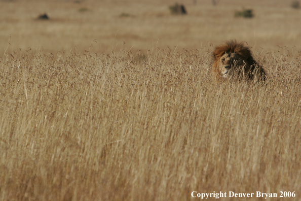 African lion watching intently