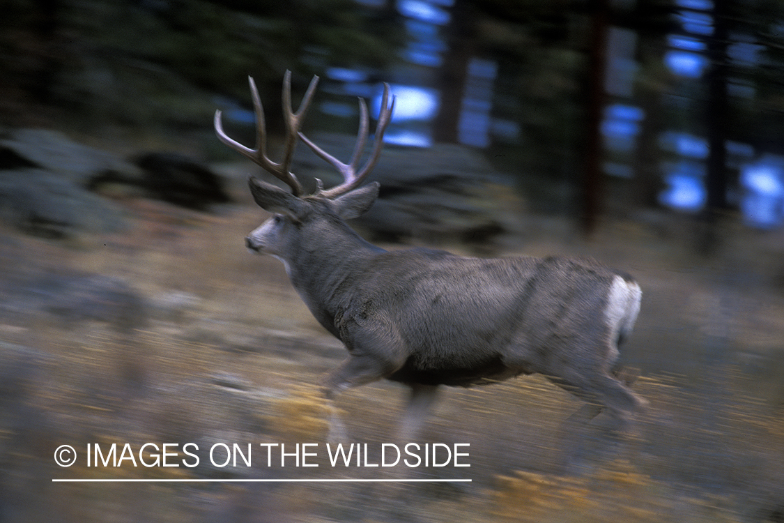 Mule deer in habitat.