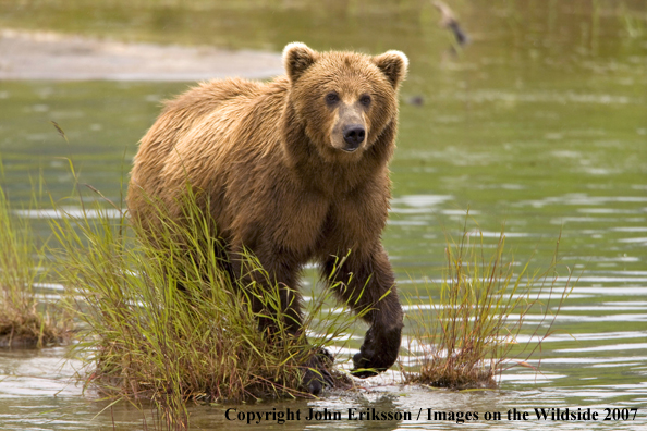 Brown bear in habitat