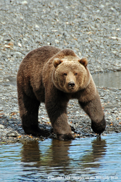 Brown Bear in habitat