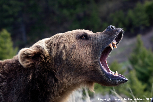 Grizzly Bear in habitat