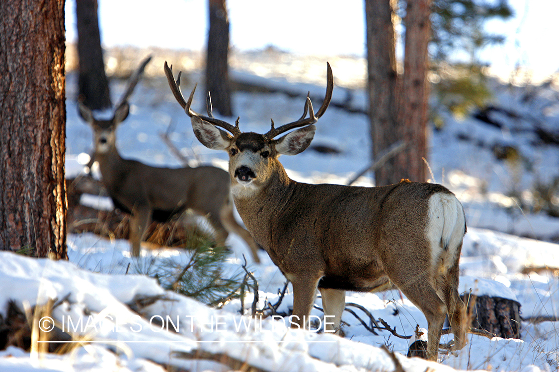 Mule deer 