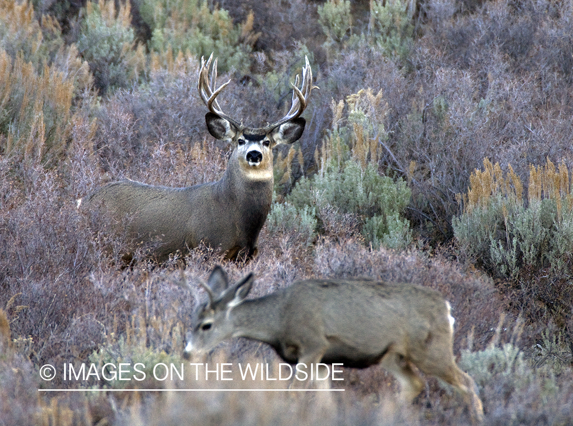 Mule deer 