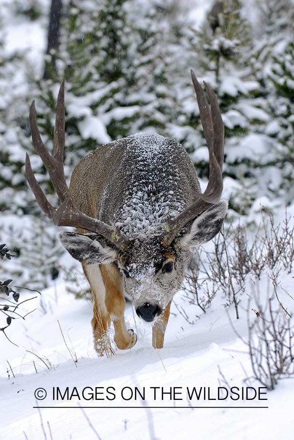 Mule deer 