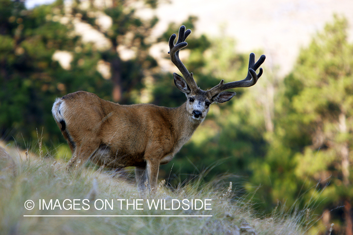 Mule Deer in Habitat