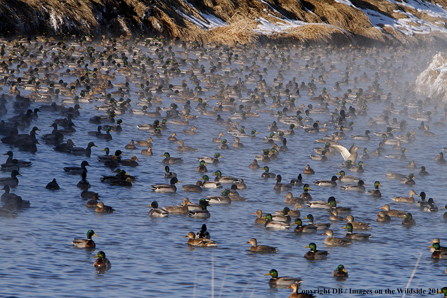 Mallards taking flight.