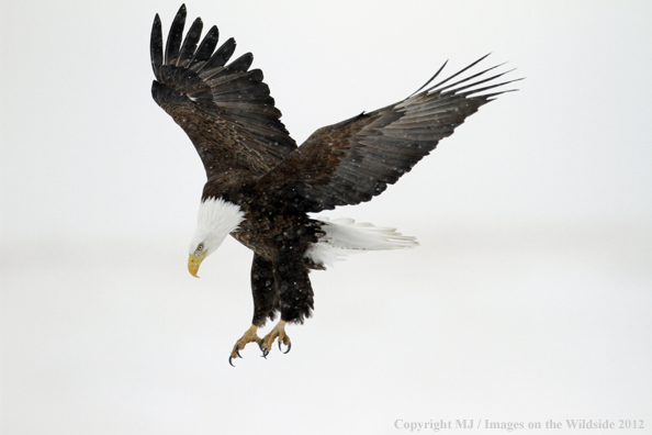 Bald eagle in flight.  