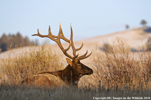 Rocky Mountain Bull Elk