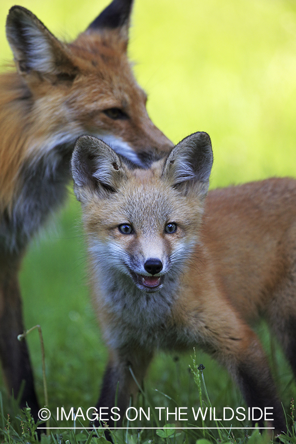 Red fox mother with kit.