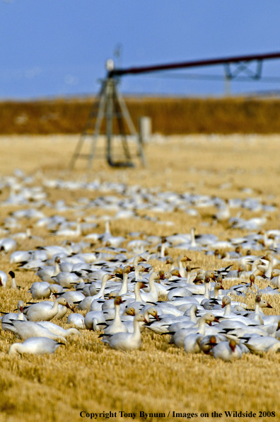 Snow Geese in habitat