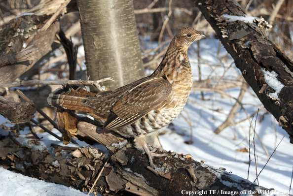 Ruffed Grouse in habitat. 