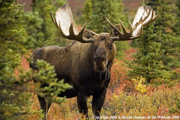 Alaskan Moose in Habitat
