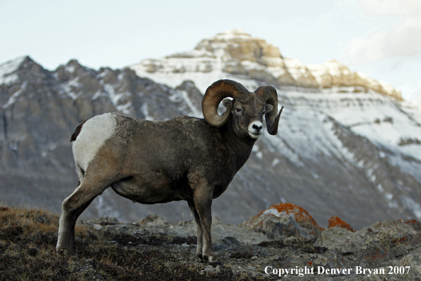 Rocky Mountain Bighorn Sheep
