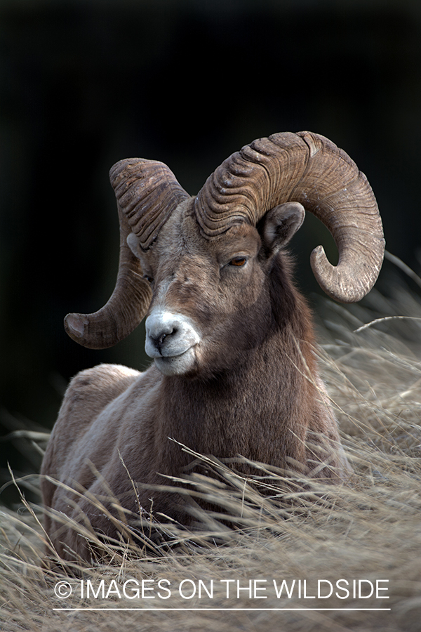Bighorn sheep in habitat.