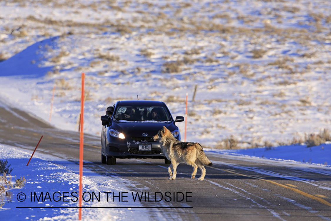 Wild free-ranging gray wolf crossing highway in Yellowstone National Park.