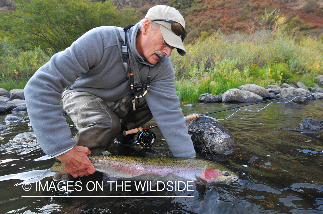 Steelhead flyfisherman releasing steelhead fish in Canada.