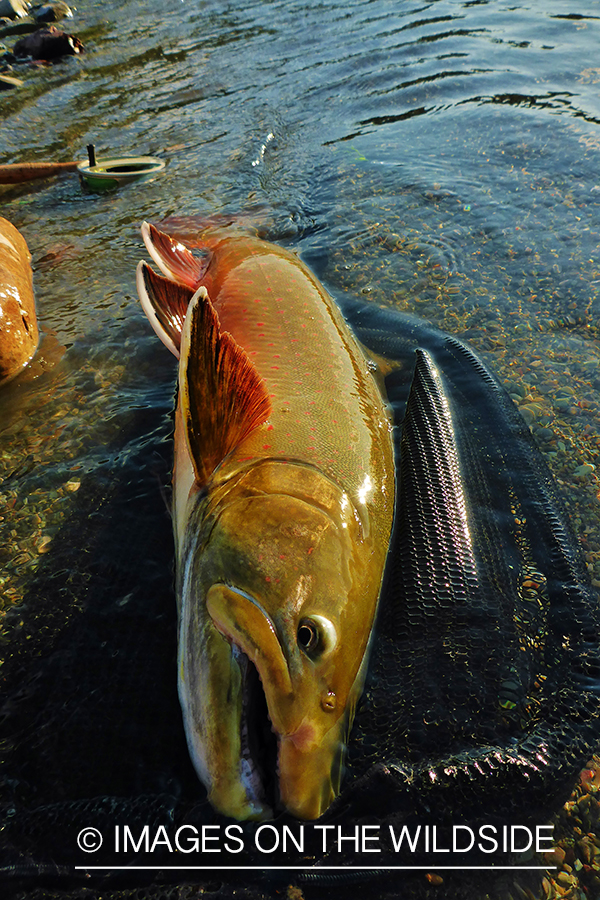 Bull trout on fishing net.