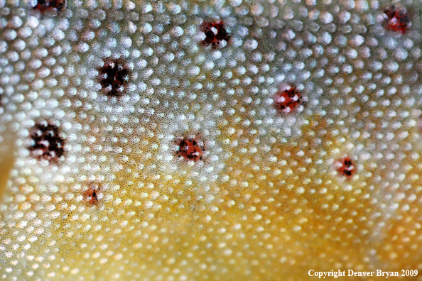 Brown trout scales