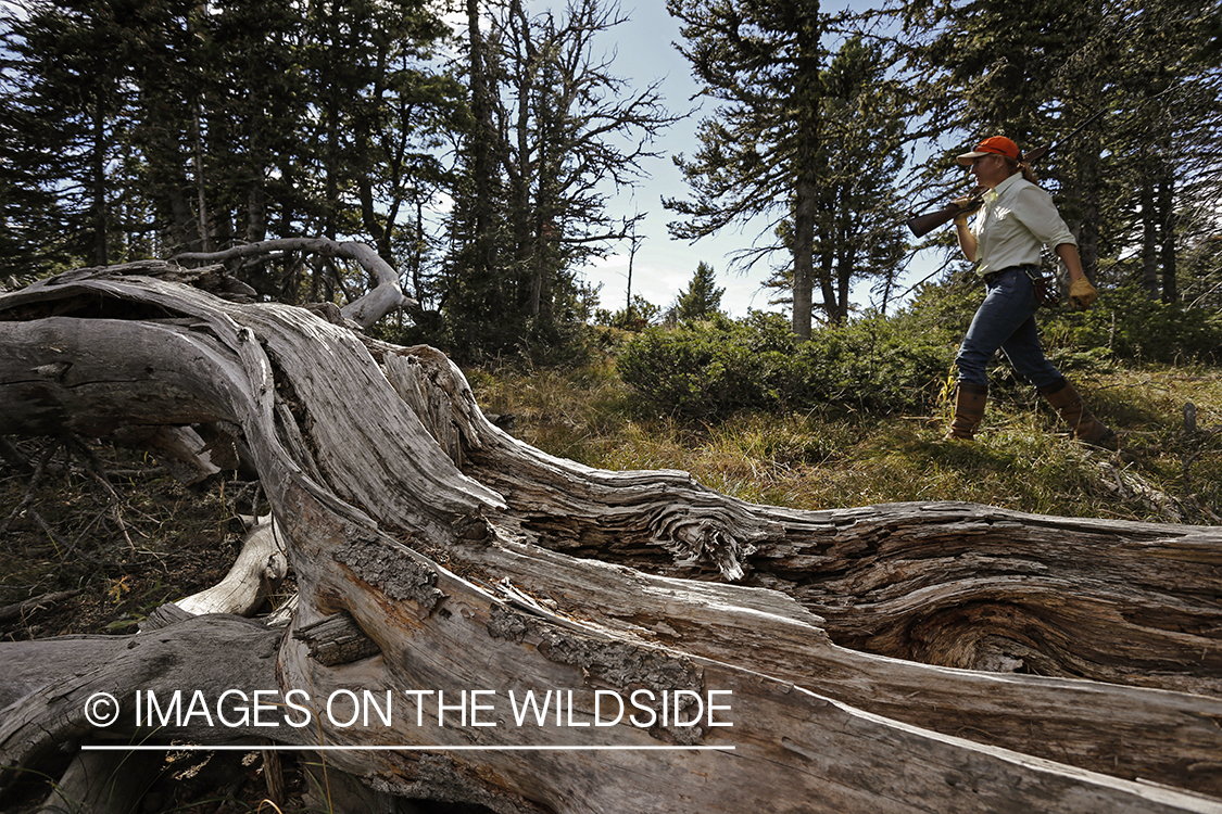 Upland game bird hunter in field hunting Dusky (mountain) grouse.