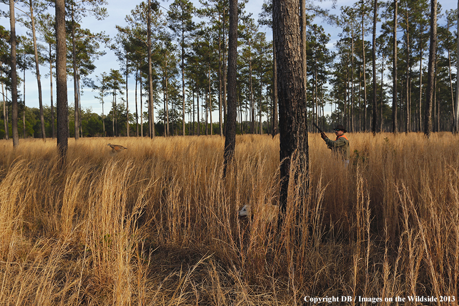 Bobwhite quail hunter shooting at flushing quail. 
