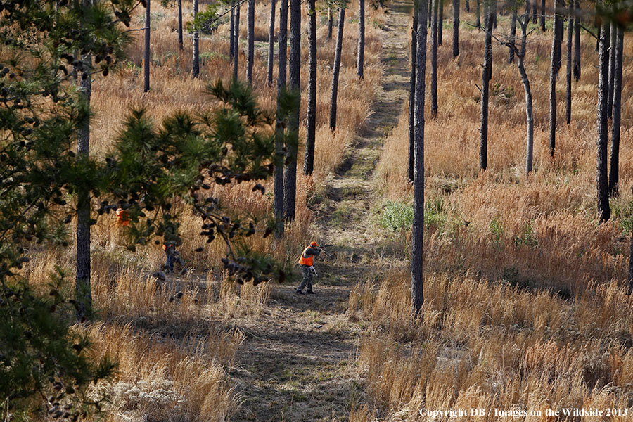 Bobwhite quail hunter shooting at flushed quail. 