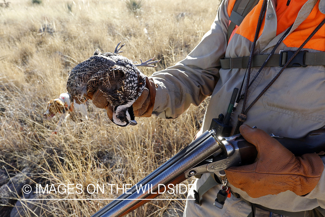 Hunter with bagged Mearns quail.