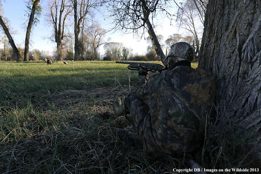 Turkey hunter shooting at gobbler with hen decoy.