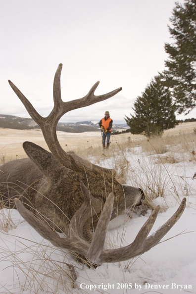 Deer hunter walking up on bagged white-tailed deer.