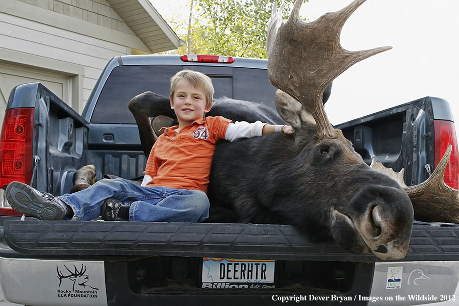 Yong boy with downed bull moose in bed of truck.