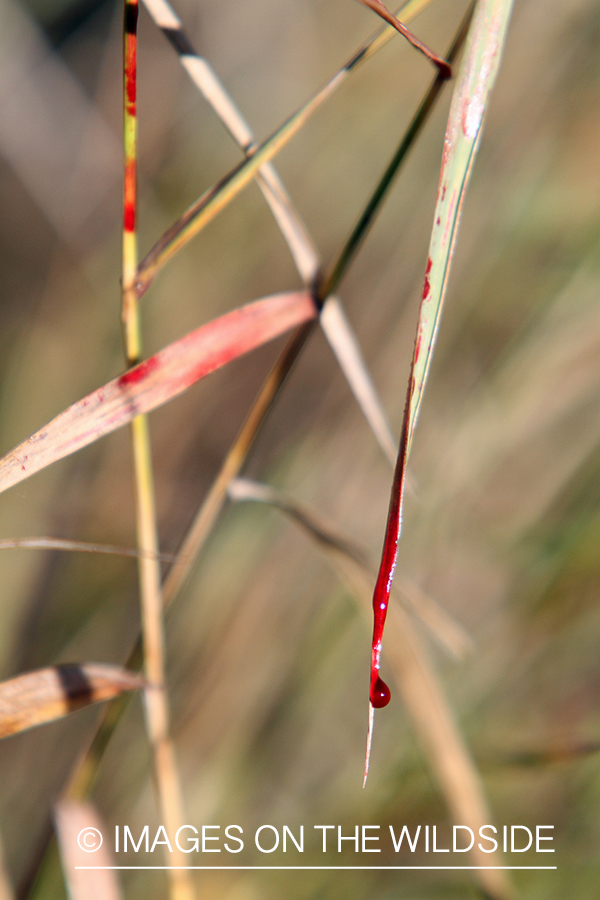 Blood trail of big game animal.