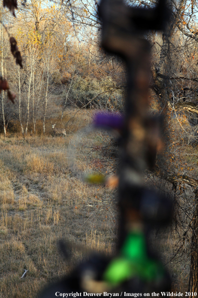 Bowhunter's view of a white-tail buck from a treestand with bow in foreground. 