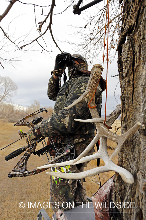 Bowhunter scouting for big game from tree stand. 